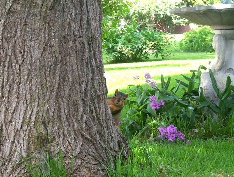 Squirrel {!--다람쥐류-->; DISPLAY FULL IMAGE.