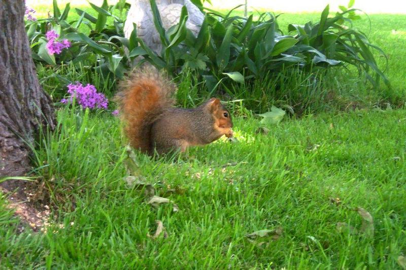 Squirrel {!--다람쥐류-->; DISPLAY FULL IMAGE.
