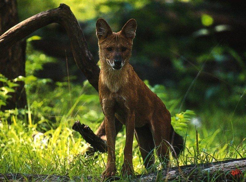 Dhole (Cuon alpinus) {!--승냥이(아시아들개)-->; DISPLAY FULL IMAGE.