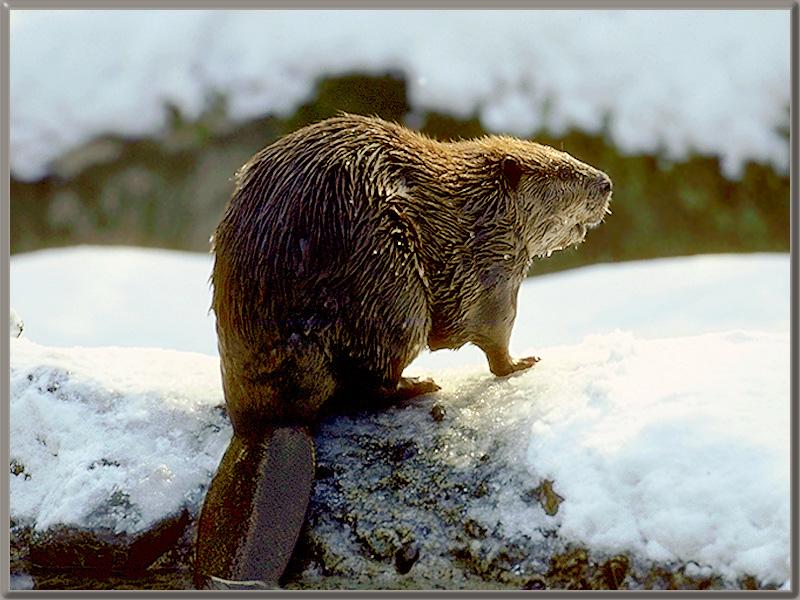 American Beaver (Castor canadensis) {!--캐나다비버-->; DISPLAY FULL IMAGE.