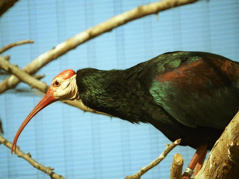 Southern Bald Ibis (Geronticus calvus) {!--대머리따오기-->; DISPLAY FULL IMAGE.