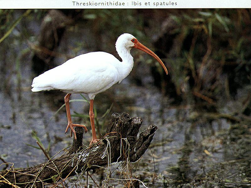 American White Ibis (Eudocimus albus) {!--흰따오기-->; DISPLAY FULL IMAGE.