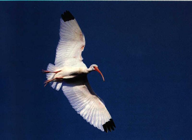 American White Ibis in flight (Eudocimus albus) {!--흰따오기-->; DISPLAY FULL IMAGE.