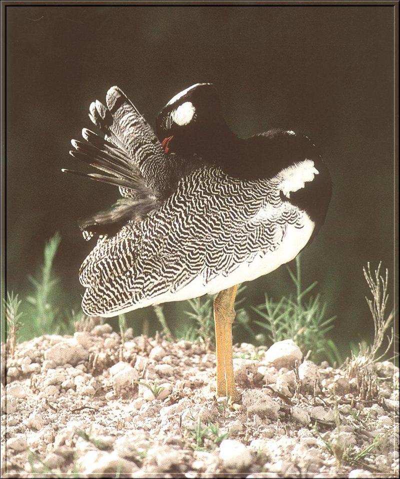 Black Bustard (Eupodotis afra) {!--아프리카검은머리느시-->; DISPLAY FULL IMAGE.