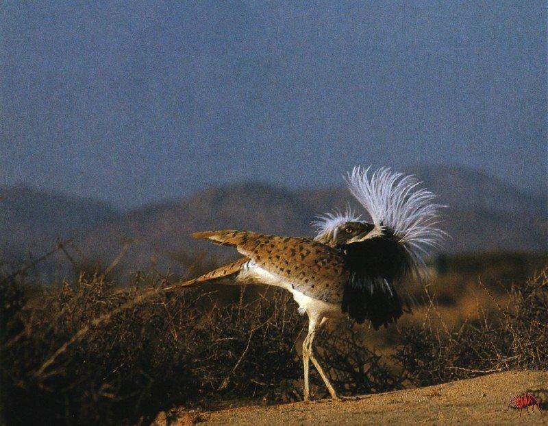 Houbara Bustard (Chlamydotis undulata) {!--호우바라느시-->; DISPLAY FULL IMAGE.