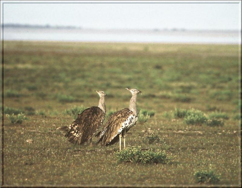 Kori Bustard pair (Ardeotis kori) {!--아프리카큰느시-->; DISPLAY FULL IMAGE.