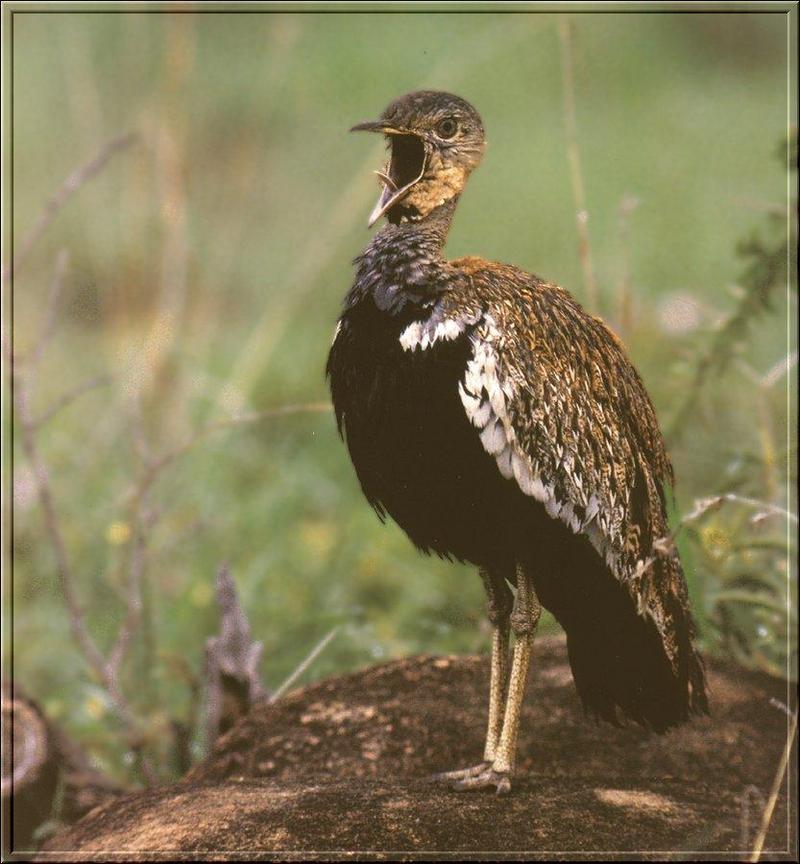 Red-crested Bustard (Eupodotis ruficrista) {!--붉은볏느시-->; DISPLAY FULL IMAGE.