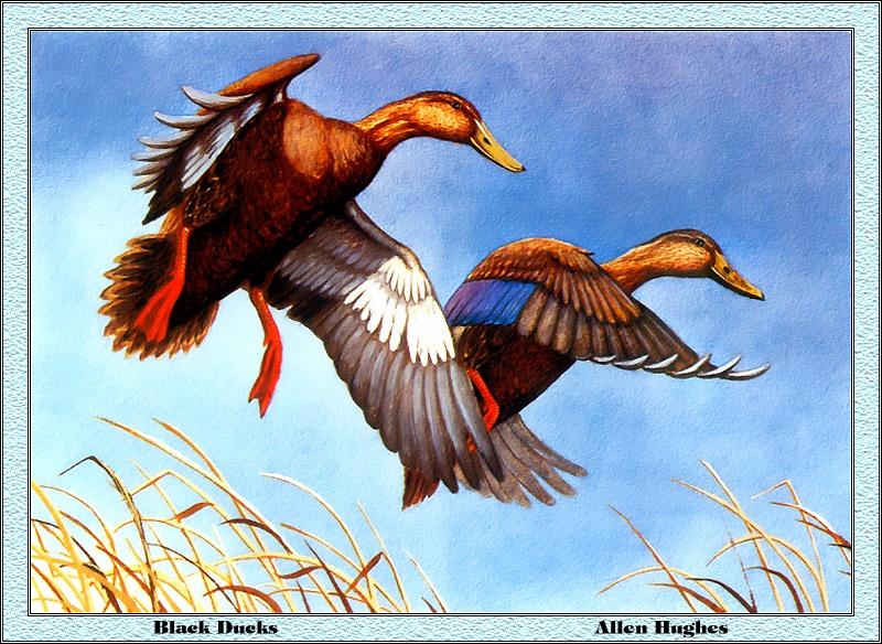 [Animal Art - Allen Hughes] American Black Duck pair landing (Anas rubripes) {!--미국오리-->; DISPLAY FULL IMAGE.
