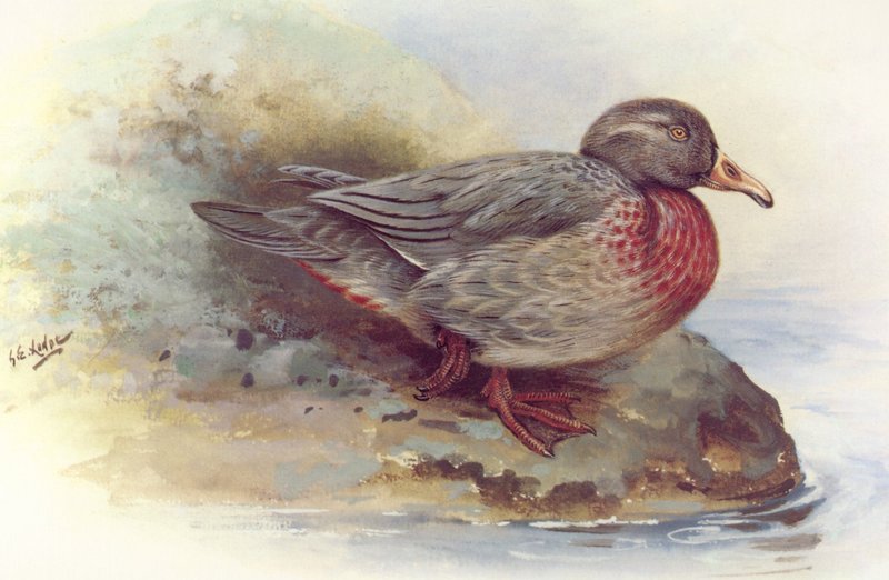 [Animal Art] Whio, the Blue Duck (Hymenolaimus malacorhynchos) {!--청오리-->; DISPLAY FULL IMAGE.