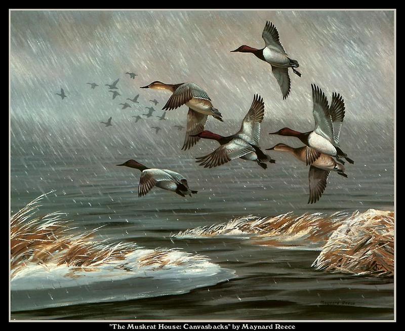 [Animal Art - Maynard Reece] Canvasbacks (Aythya valisineria) {!--큰흰죽지-->; DISPLAY FULL IMAGE.