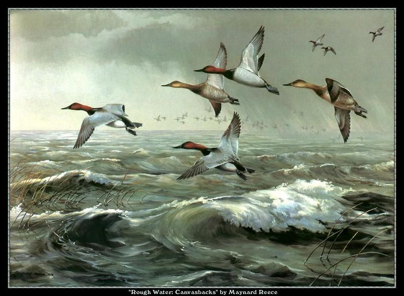 [Animal Art - Maynard Reece] Canvasbacks (Aythya valisineria) {!--큰흰죽지-->; DISPLAY FULL IMAGE.