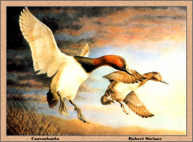 [Animal Art - Robert Steiner] Canvasback pair (Aythya valisineria) {!--큰흰죽지-->; DISPLAY FULL IMAGE.