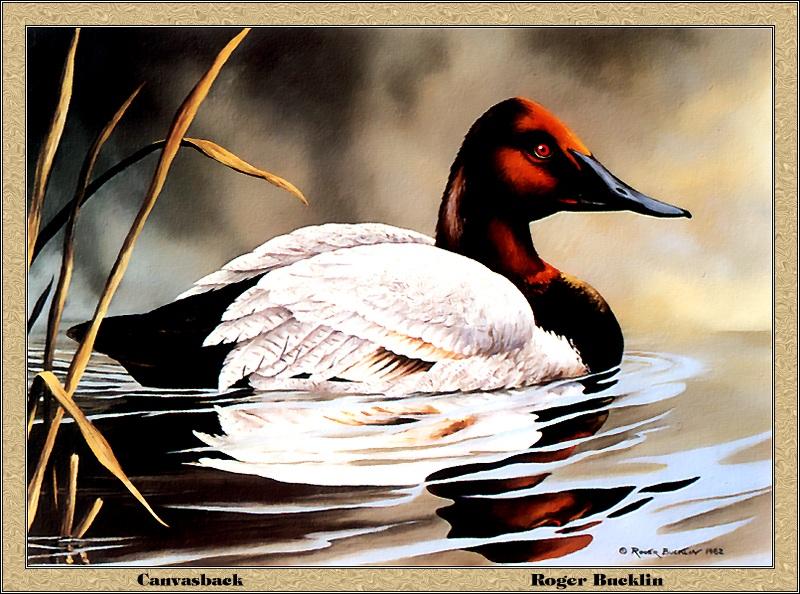 [Animal Art - Roger Bucklin] Canvasback (Aythya valisineria) {!--큰흰죽지-->; DISPLAY FULL IMAGE.