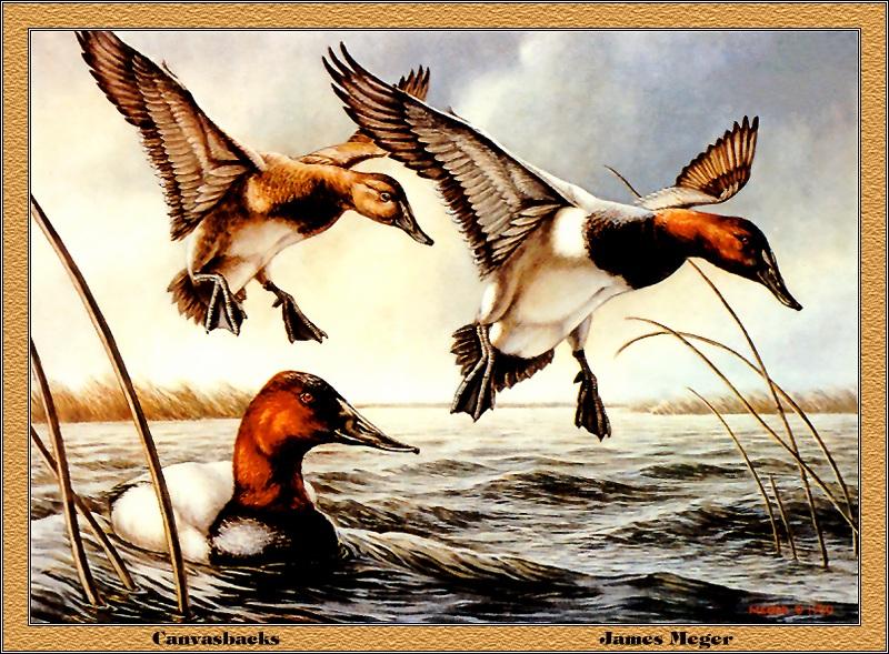 [Animal Art - James Meger] Canvasbacks (Aythya valisineria) {!--큰흰죽지-->; DISPLAY FULL IMAGE.