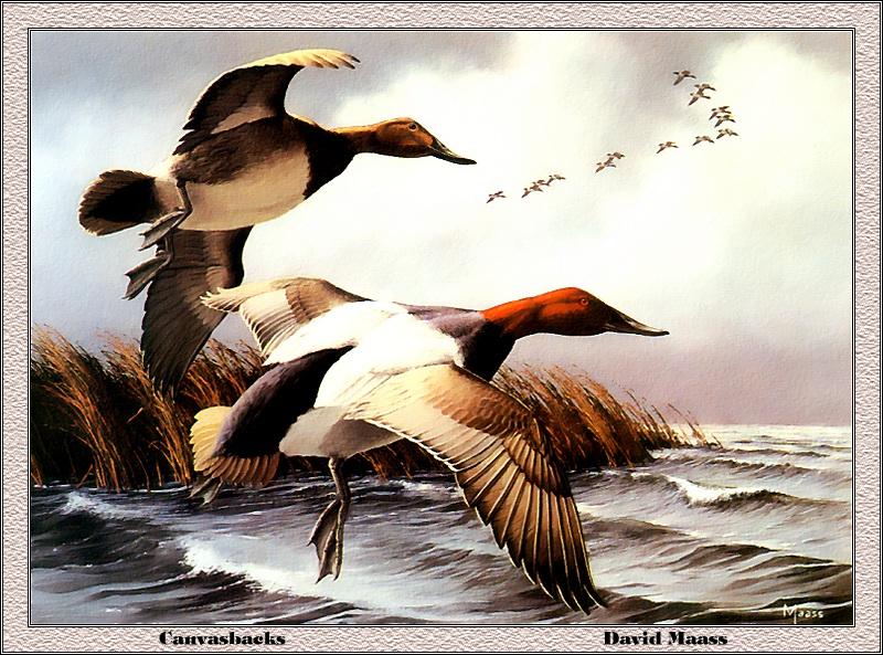 [Animal Art - David Maass] Canvasbacks (Aythya valisineria) {!--큰흰죽지-->; DISPLAY FULL IMAGE.