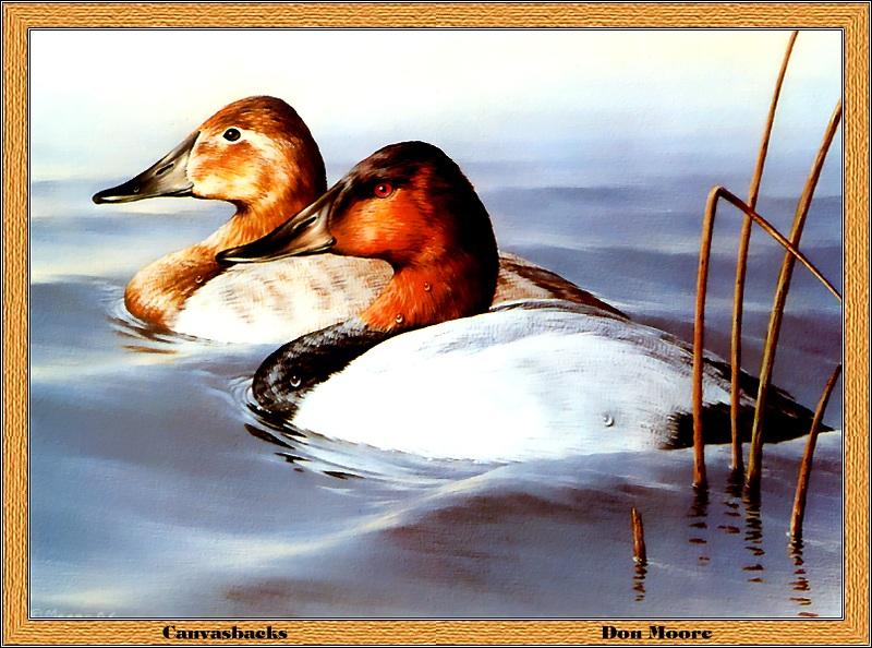[Animal Art - Don Moore] Canvasback pair (Aythya valisineria) {!--큰흰죽지-->; DISPLAY FULL IMAGE.
