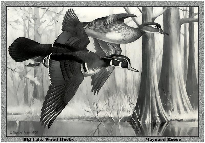 [Animal Art - Maynard Reece] Wood Duck pair in flight (Aix sponsa) {!--아메리카원앙-->; DISPLAY FULL IMAGE.