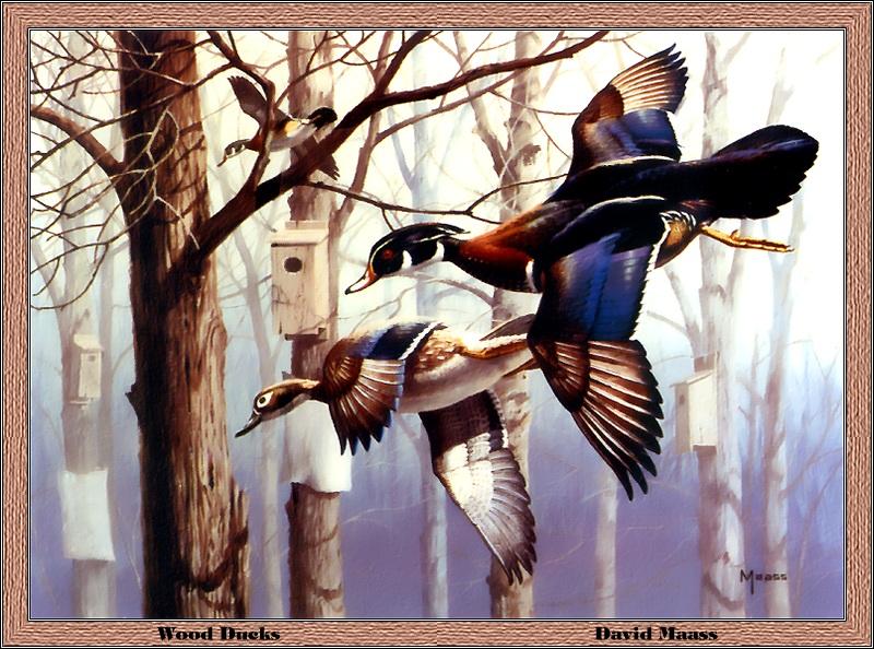 [Animal Art - David Maass] Wood Duck pair (Aix sponsa) {!--아메리카원앙-->; DISPLAY FULL IMAGE.