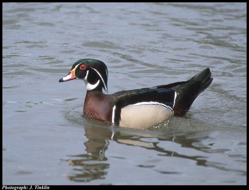 Wood Duck (Aix sponsa) {!--아메리카원앙-->; DISPLAY FULL IMAGE.