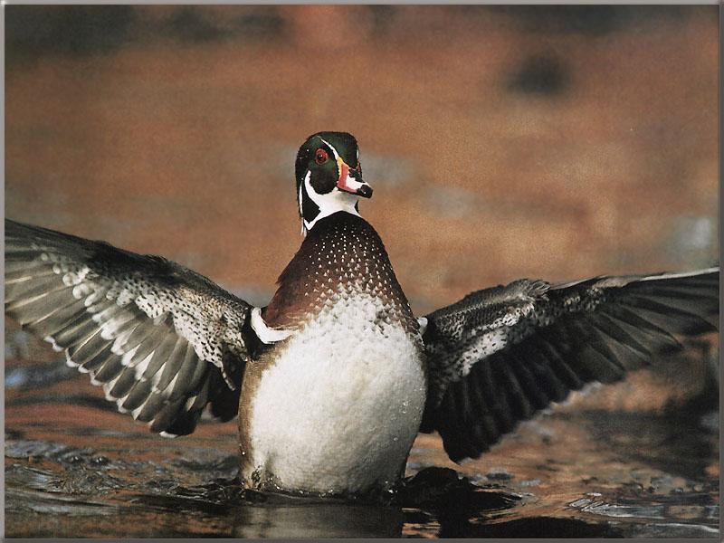 Wood Duck (Aix sponsa) {!--아메리카원앙-->; DISPLAY FULL IMAGE.