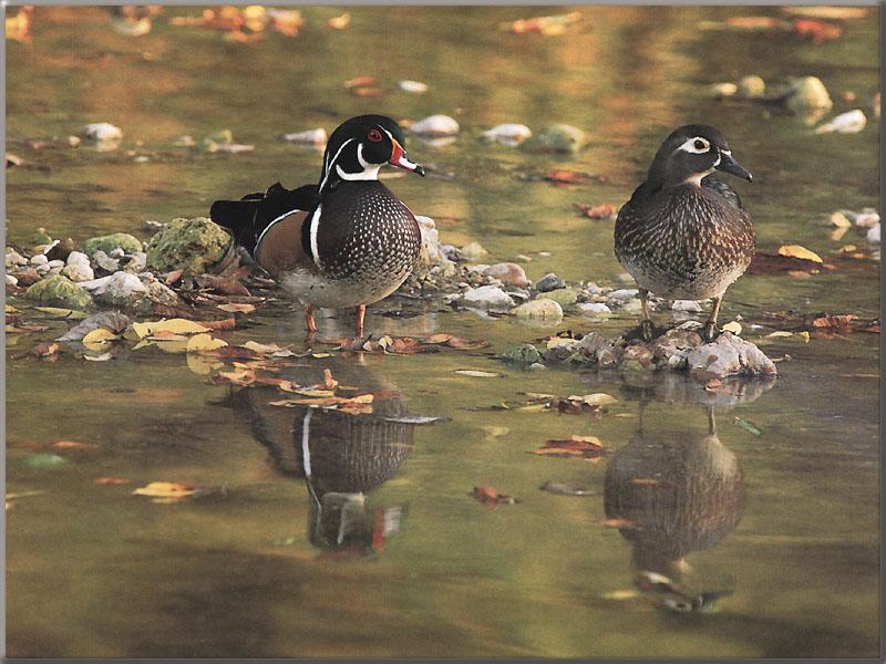 Wood Ducks (Aix sponsa) {!--아메리카원앙-->; DISPLAY FULL IMAGE.