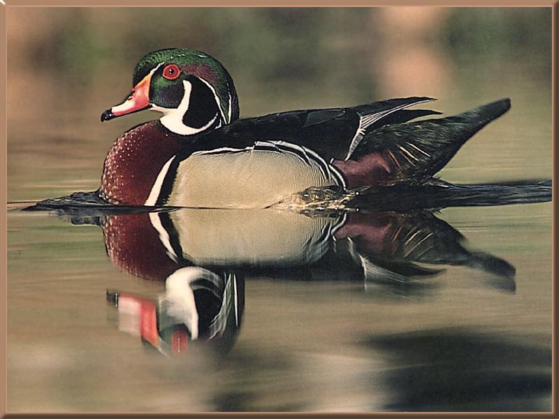 Wood Duck (Aix sponsa) {!--아메리카원앙-->; DISPLAY FULL IMAGE.