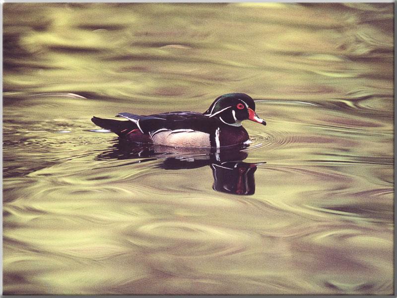 Wood Duck (Aix sponsa) {!--아메리카원앙-->; DISPLAY FULL IMAGE.