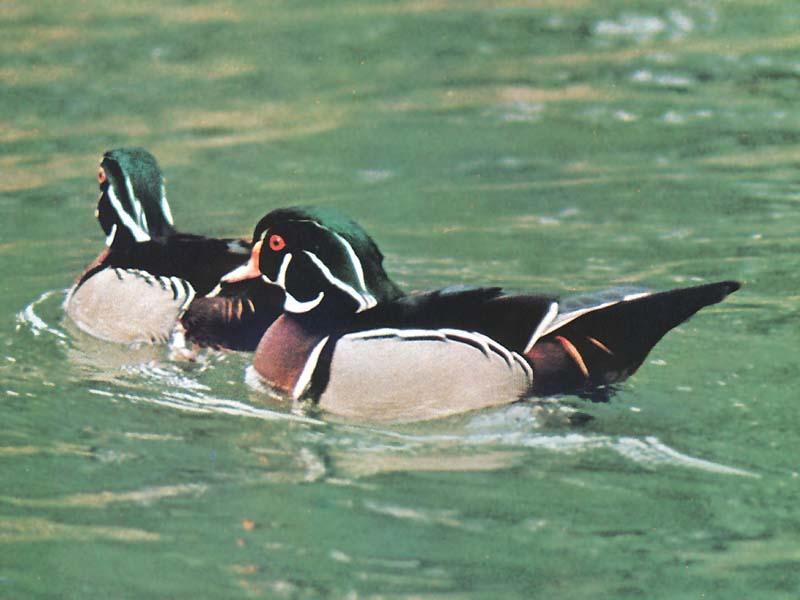 Wood Ducks (Aix sponsa) {!--아메리카원앙-->; DISPLAY FULL IMAGE.