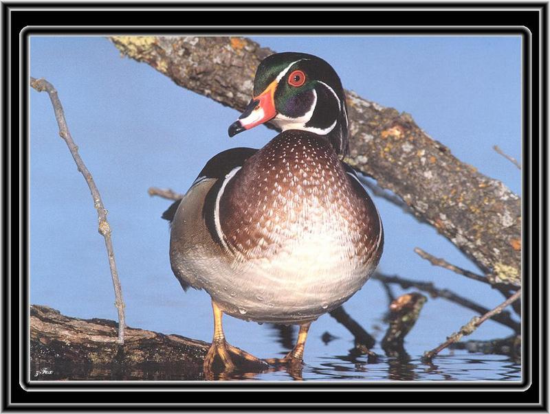 Wood Duck (Aix sponsa) {!--아메리카원앙-->; DISPLAY FULL IMAGE.