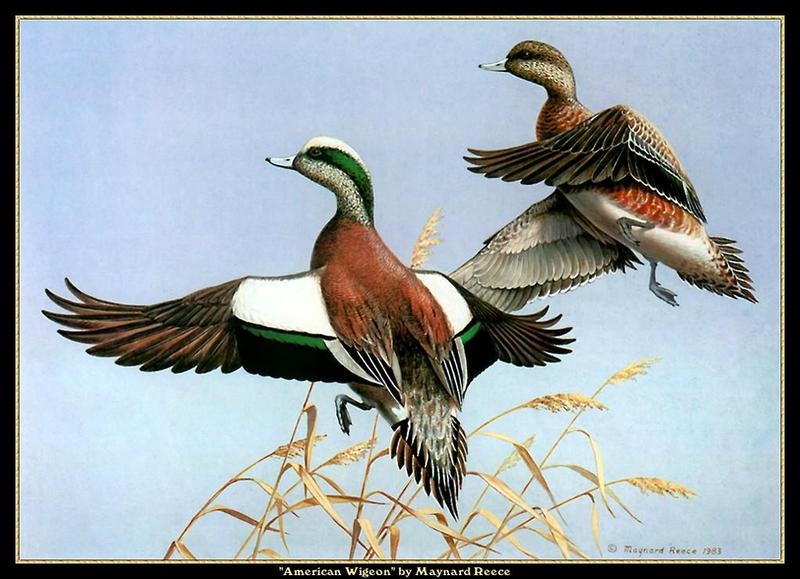 [Animal Art - Maynard Reece] American Wigeon pair (Anas americana) {!--아메리카홍머리오리-->; DISPLAY FULL IMAGE.