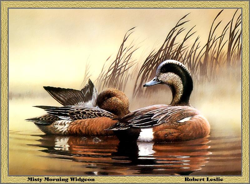 [Animal Art - Robert Leslie] American Wigeon pair (Anas americana) {!--아메리카홍머리오리-->; DISPLAY FULL IMAGE.