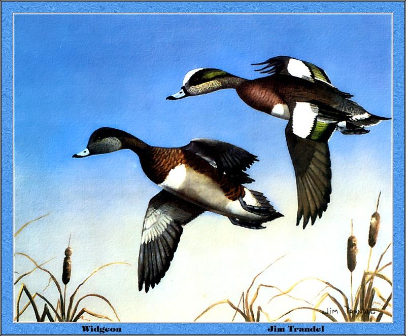 [Animal Art - _Jim Trandel] American Wigeon pair (Anas americana) {!--아메리카홍머리오리-->; DISPLAY FULL IMAGE.