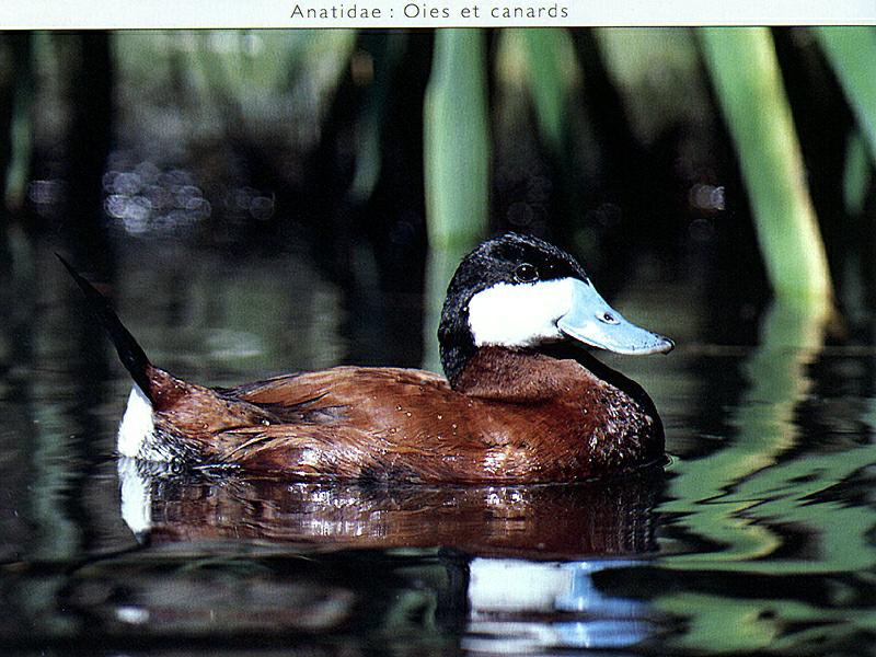 Ruddy Duck (Oxyura jamaicensis) {!--붉은세운꼬리오리-->; DISPLAY FULL IMAGE.