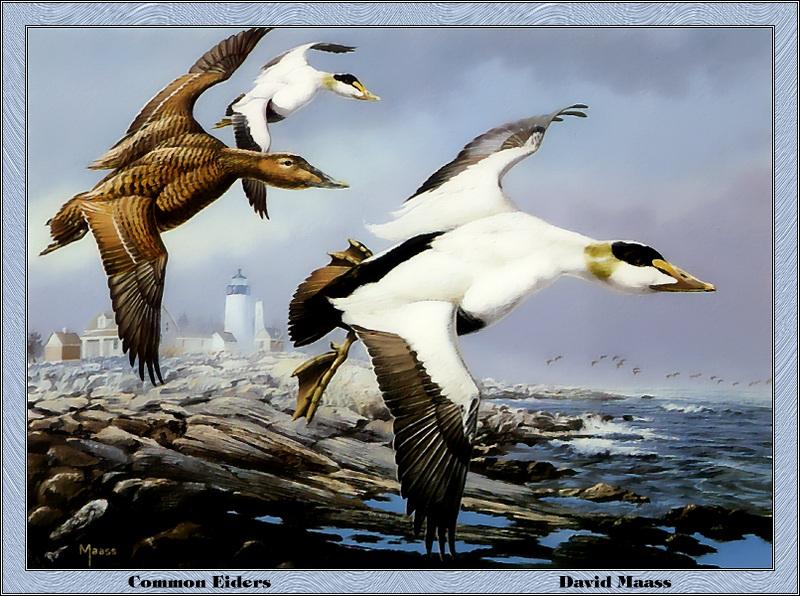 [Animal Art - David Maass] Common Eider pair (Somateria mollissima) {!--솜털오리-->; DISPLAY FULL IMAGE.