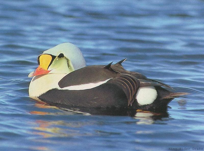 King Eider (Somateria spectabilis) {!--오색솜털오리-->; DISPLAY FULL IMAGE.
