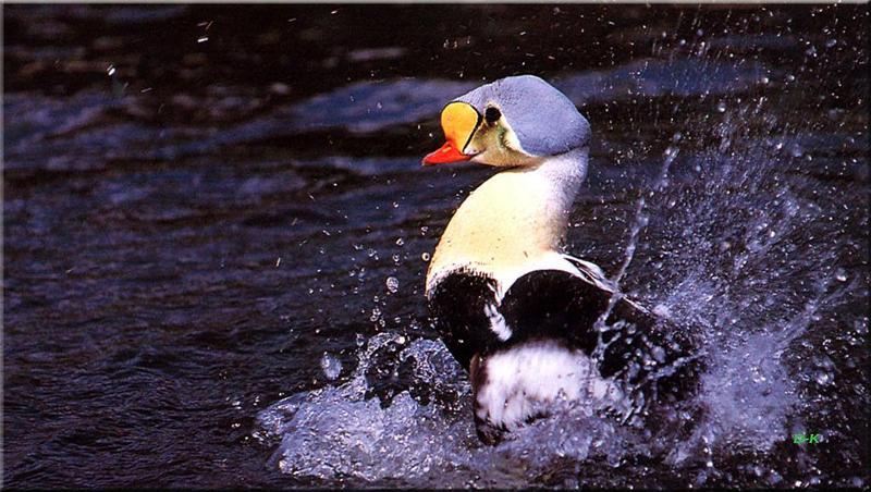 King Eider (Somateria spectabilis) {!--오색솜털오리-->; DISPLAY FULL IMAGE.