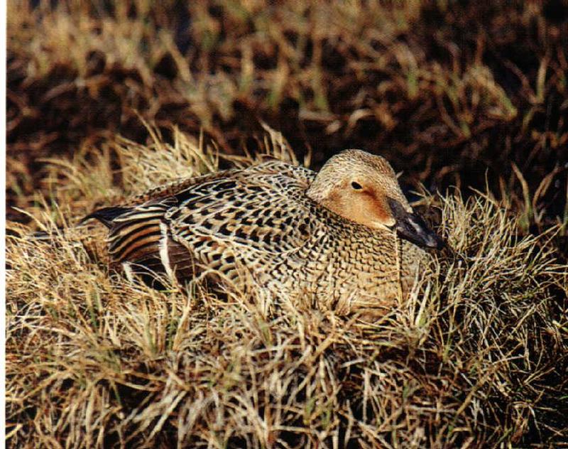 King Eider female nesting (Somateria spectabilis) {!--오색솜털오리-->; DISPLAY FULL IMAGE.