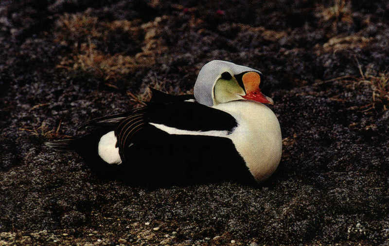 King Eider (Somateria spectabilis) {!--오색솜털오리-->; DISPLAY FULL IMAGE.