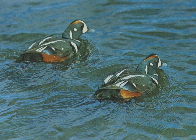 Harlequin Duck duo (Histrionicus histrionicus) {!--흰줄박이오리-->; DISPLAY FULL IMAGE.