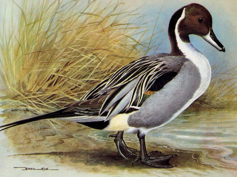 [Animal Art - Basil Ede] Northern Pintail (Anas acuta) {!--고방오리-->; DISPLAY FULL IMAGE.