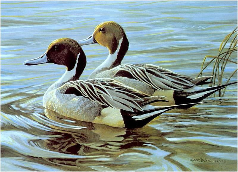 [Animal Art - Robert Bateman] Northern Pintail pair (Anas acuta) {!--고방오리-->; DISPLAY FULL IMAGE.