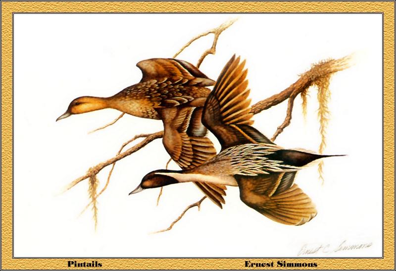 [Animal Art - Ernest Simmons] Northern Pintail pair (Anas acuta) {!--고방오리-->; DISPLAY FULL IMAGE.