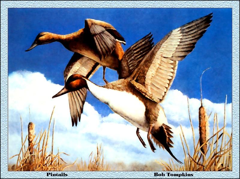 [Animal Art - Bob Tompkins] Northern Pintail pair (Anas acuta) {!--고방오리-->; DISPLAY FULL IMAGE.