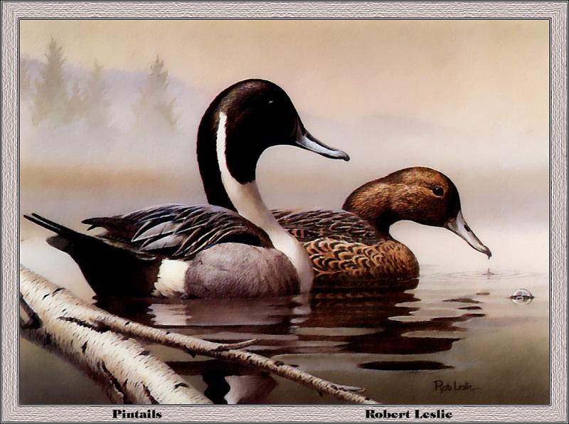 [Animal Art - Robert Leslie] Northern Pintail pair (Anas acuta) {!--고방오리-->; DISPLAY FULL IMAGE.