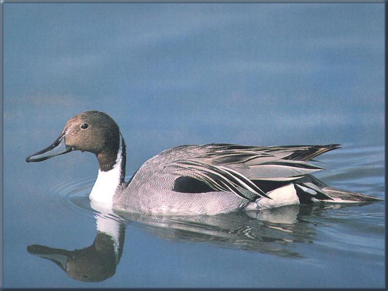 Northern Pintail (Anas acuta) {!--고방오리-->; DISPLAY FULL IMAGE.