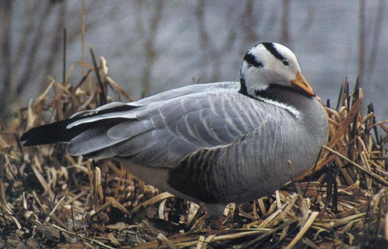 Bar-headed Goose (Anser indicus) {!--인도기러기-->; DISPLAY FULL IMAGE.