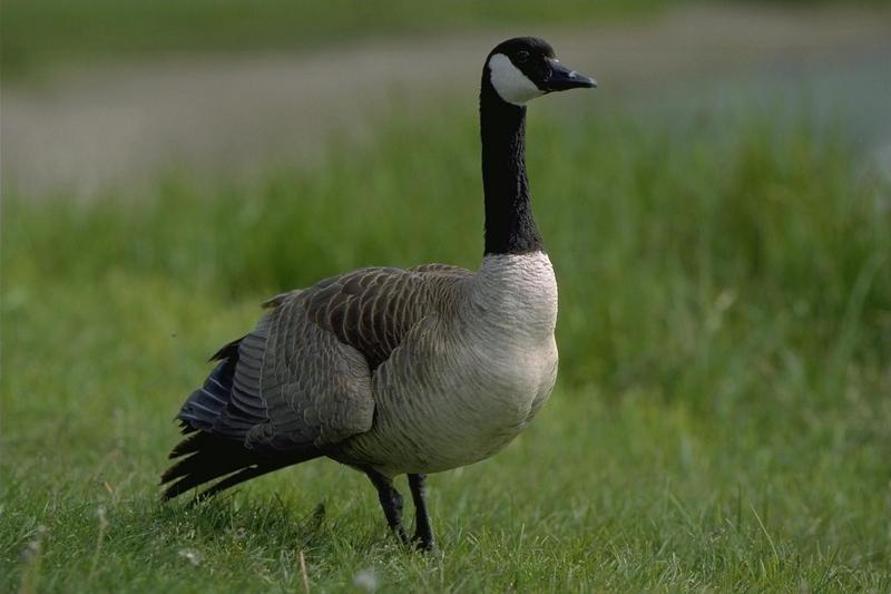 Canada Goose (Branta canadensis) {!--캐나다기러기-->; DISPLAY FULL IMAGE.