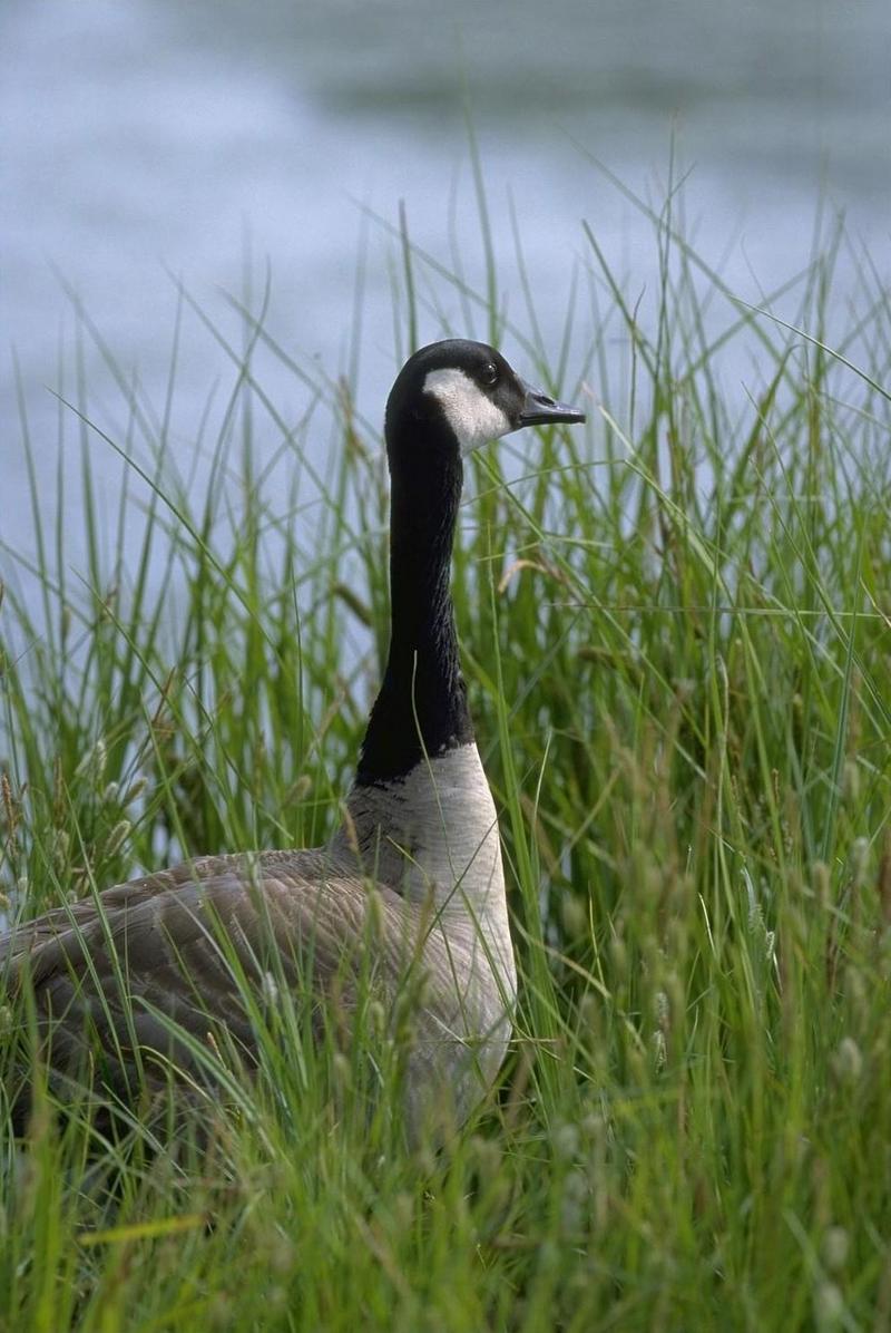 Canada Goose (Branta canadensis) {!--캐나다기러기-->; DISPLAY FULL IMAGE.