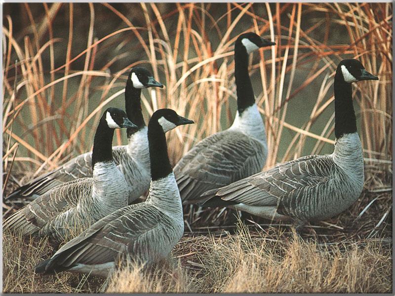 Canada Geese (Branta canadensis) {!--캐나다기러기-->; DISPLAY FULL IMAGE.