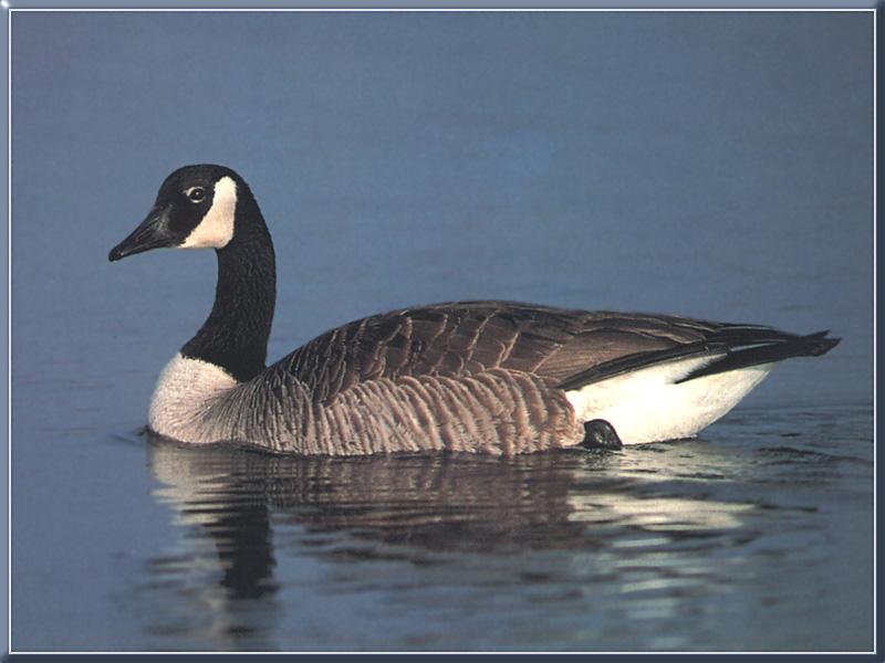 Canada Goose (Branta canadensis) {!--캐나다기러기-->; DISPLAY FULL IMAGE.